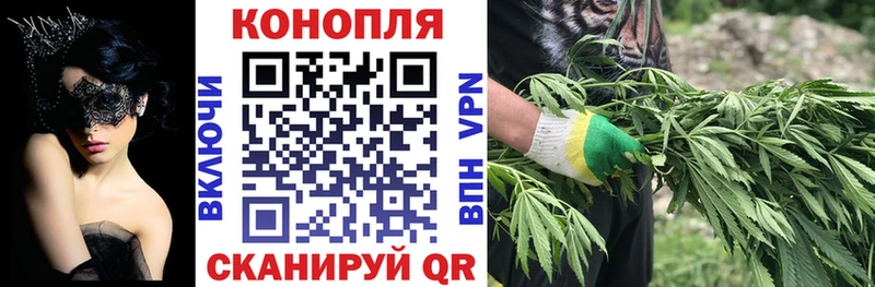 Канабис сатива Краснозаводск